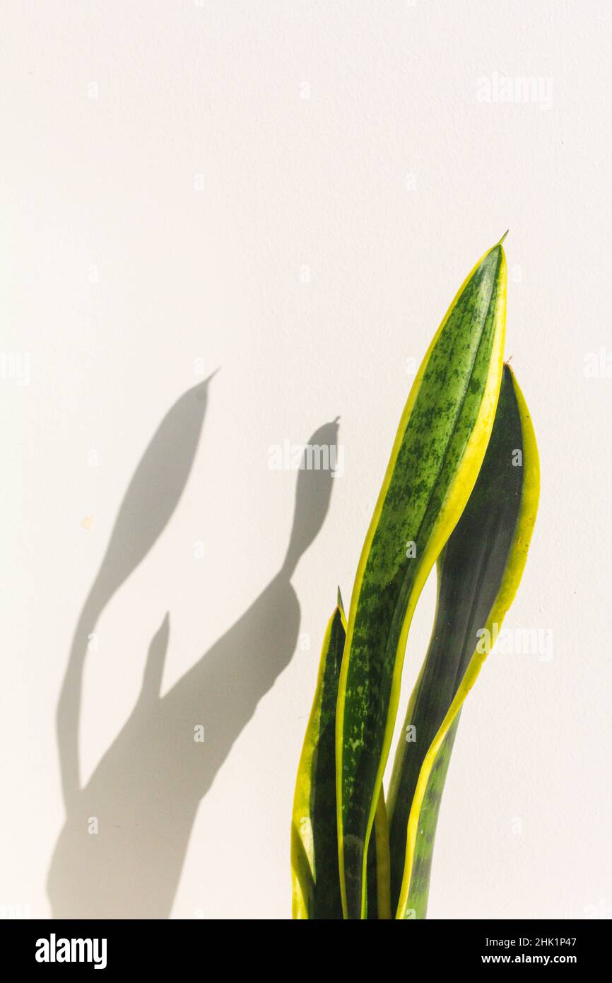 Sansevieria leafs in pot on white table Stock Photo