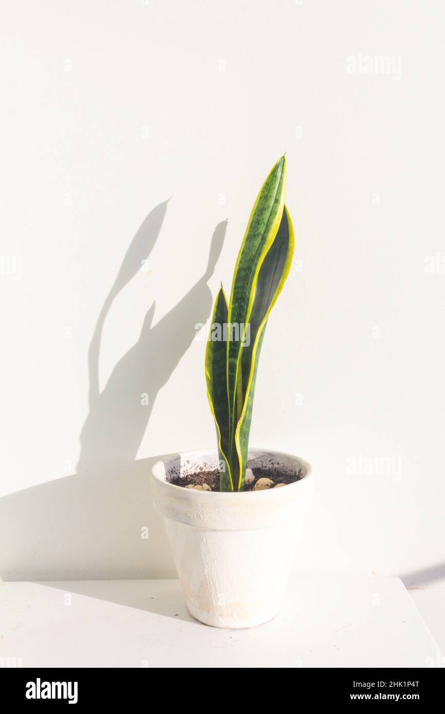 Sansevieria plant in pot on white table Stock Photo