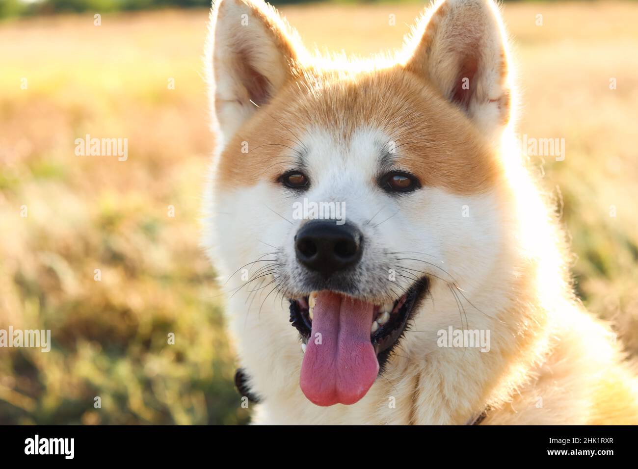 Funny Akita Inu dog outdoors, closeup Stock Photo - Alamy