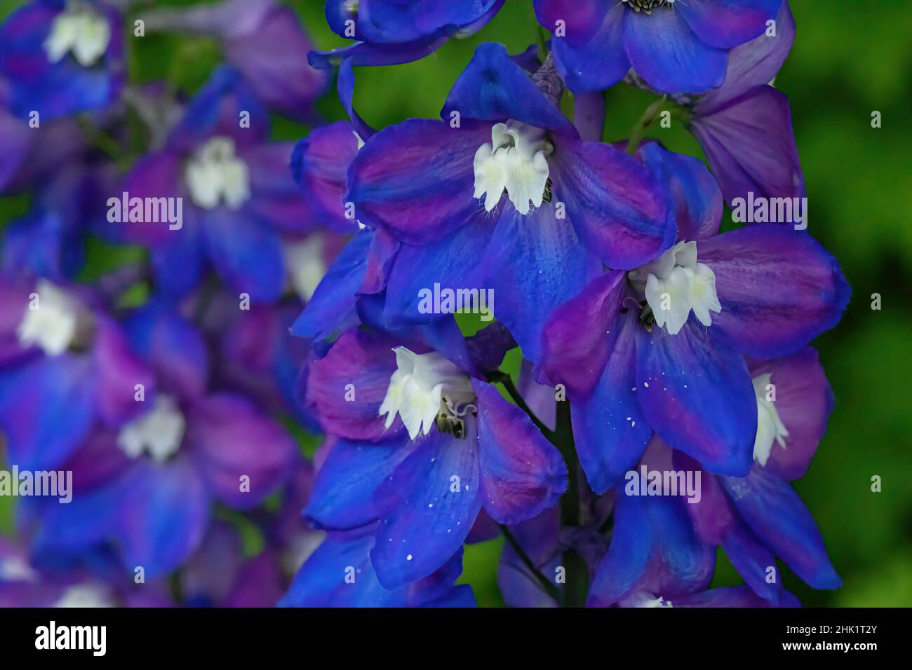 Close-up of a blue and purple delphinium in a summer garden. Stock Photo