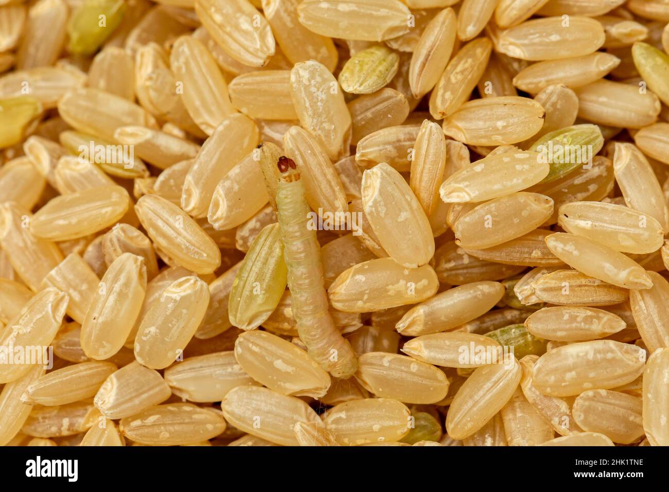 Indian Meal Moth larva in rice. Concept of grain storage pest, food damage and insect control. Stock Photo