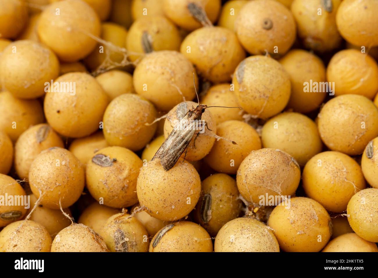 Indian Meal Moth adult and larva in soybeans. Concept of grain storage ...