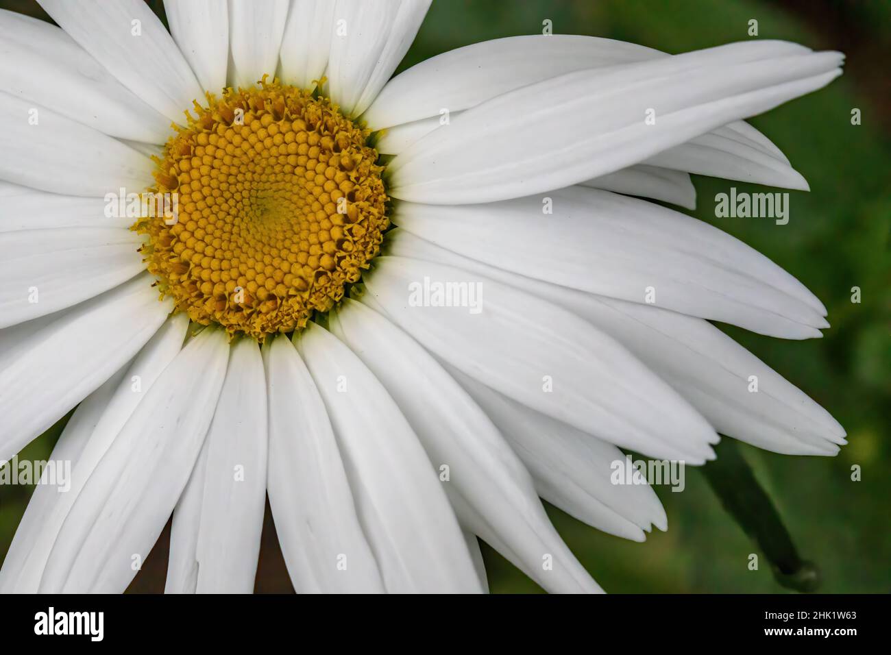 Close-up of a shasta daisy in the summer garden. Stock Photo