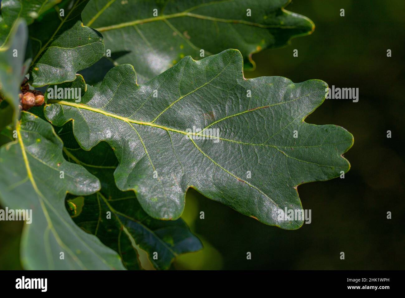 Quercus robur leaf Stock Photo - Alamy