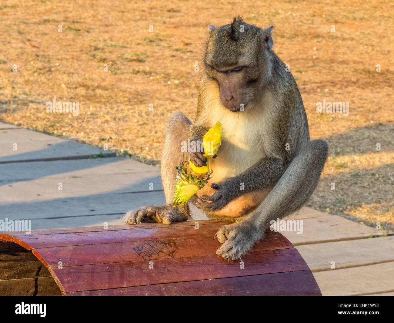 A macaque monkey with his loot at the West Gate of Angkor Wat - Siem Reap, Cambodia Stock Photo