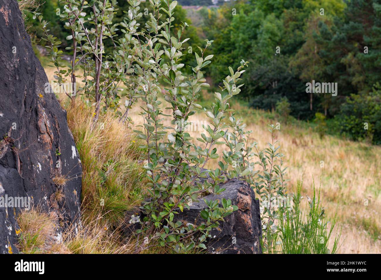 Sorbus rupicola growing at high altitude beside a rock in Scotland Stock Photo