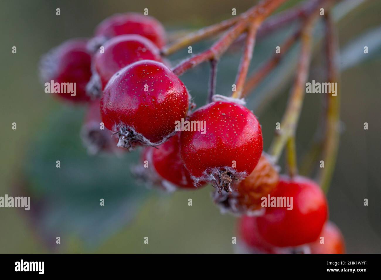 Sorbus rupicola fruit Stock Photo