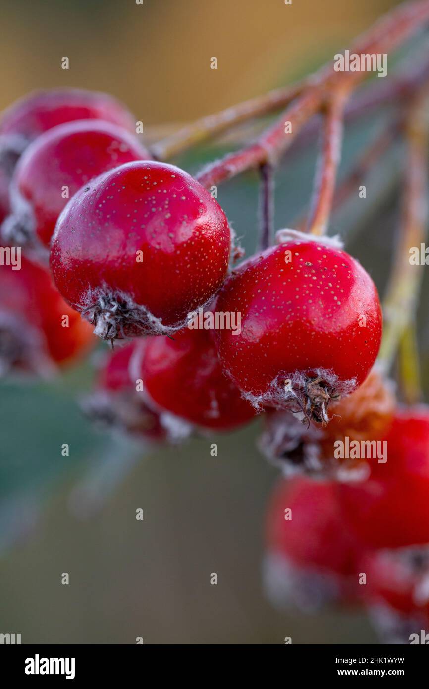 Sorbus rupicola fruit Stock Photo