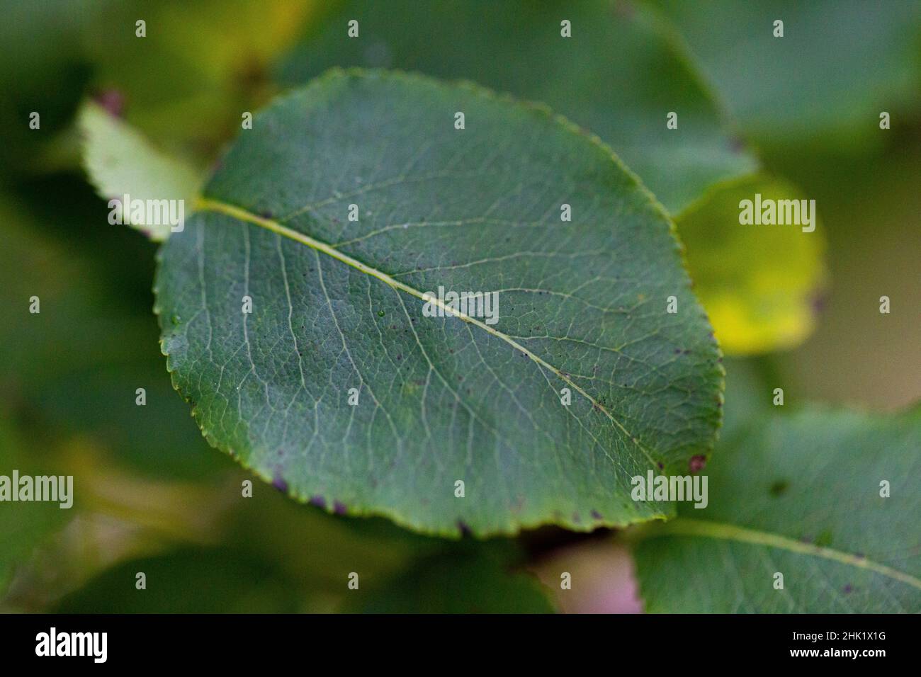 Pyrus cordata leaf Stock Photo