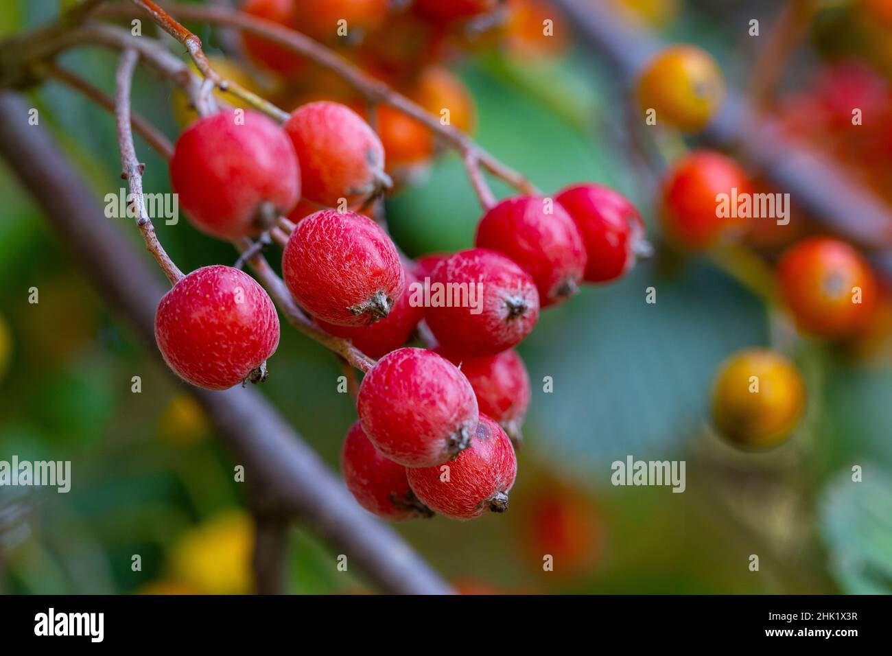 Sorbus aria fruit Stock Photo - Alamy