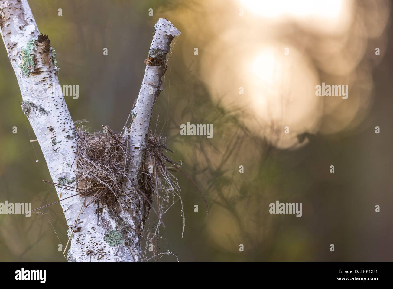 Eastern kingbird nest in a dead birch very close to the water. Stock Photo