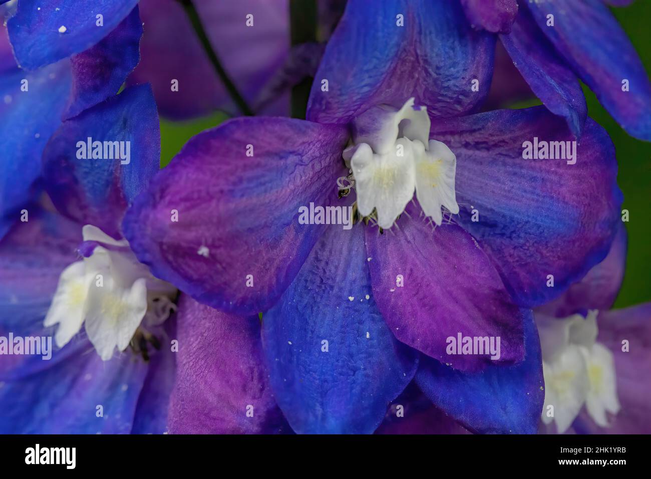 Closeup of a blue and purple delphinium in a summer garden. Stock Photo