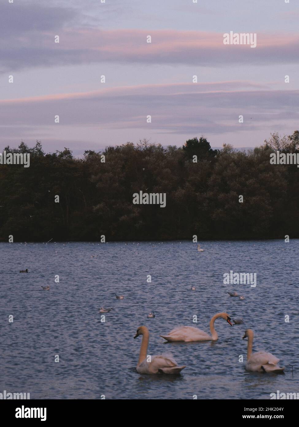 Vertical shot of beautiful white swans swimming in a lake Stock Photo ...