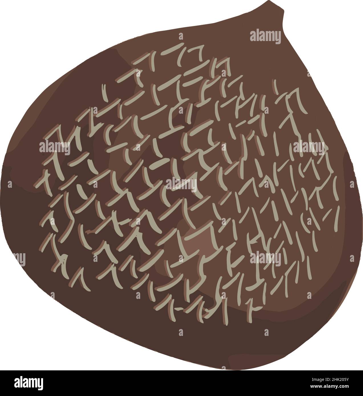 Isolated brown salak fruit Stock Vector