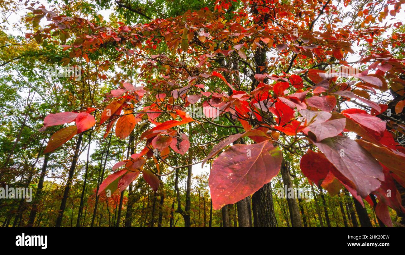Dogwood Tree Turning Red, Dawsonville, Georgia, USA Stock Photo