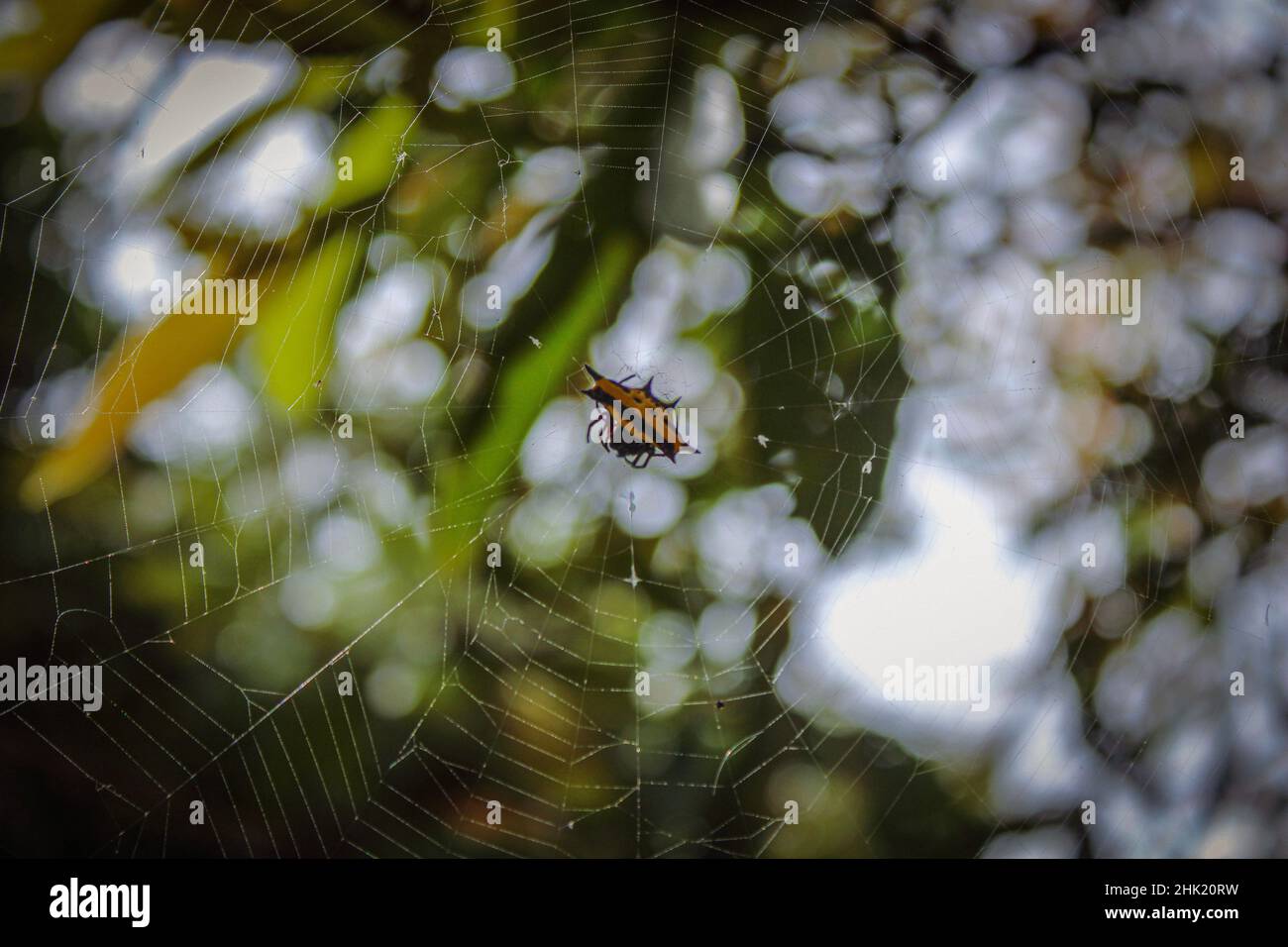 A crab spider or spinybacked orb-weaver (gasteracantha cancriformis) waiting in her web. The picture was taken at Ialibu, SHP, Papua New Guinea (PNG). Stock Photo