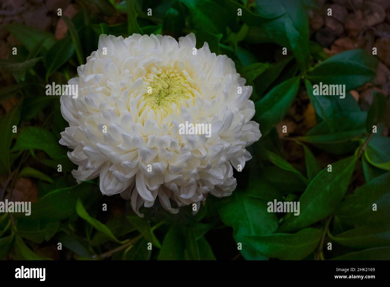 Chrysanthemum garden border hi-res stock photography and images - Alamy