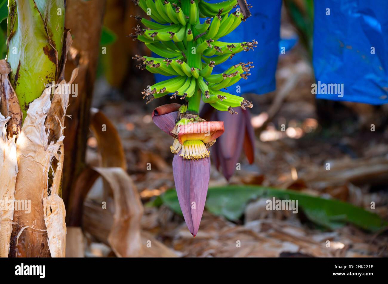 Banana trees plantations with clusters of green bananas tropical fruits