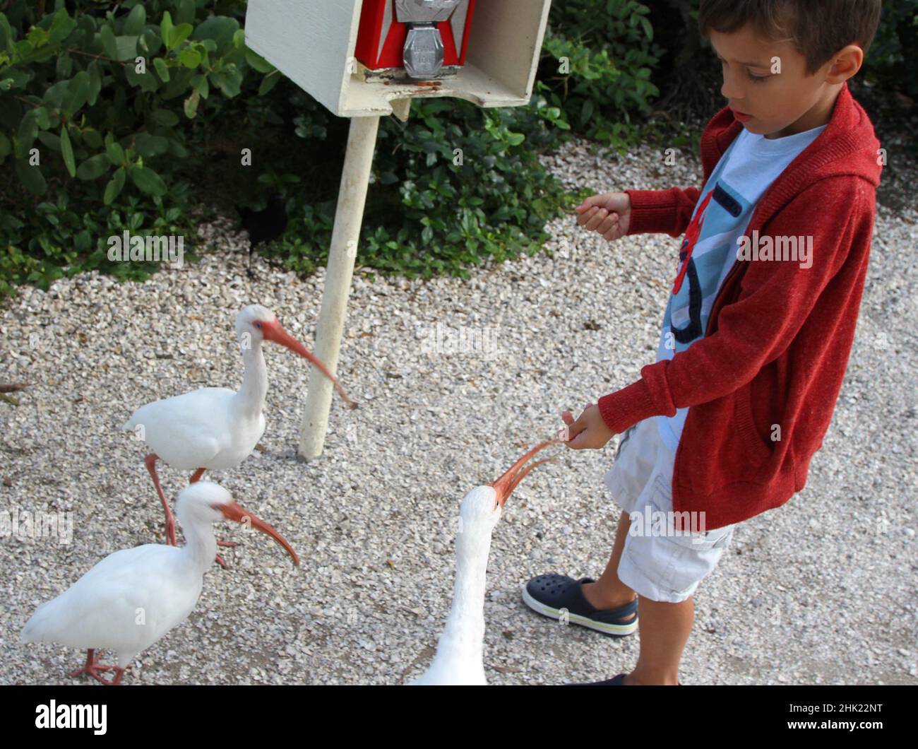 Boy feeding a flock of ibis birds Stock Photo