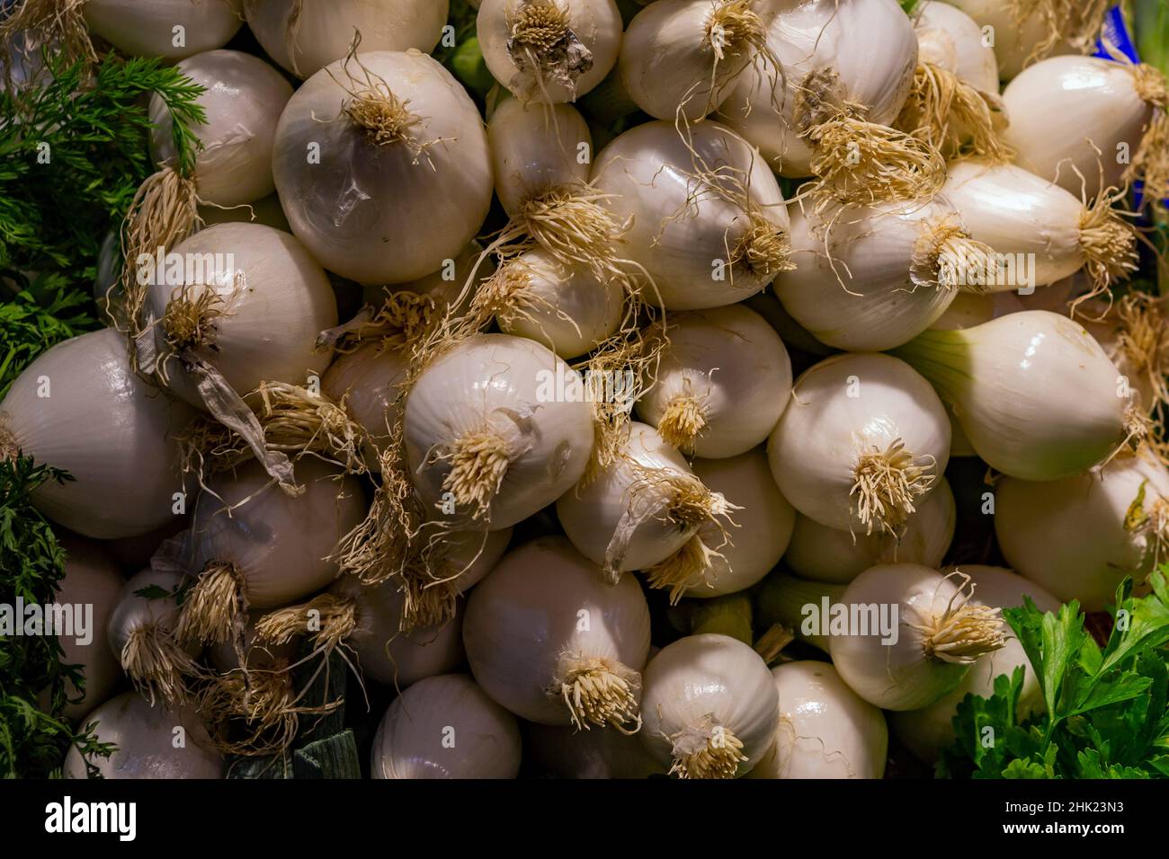 Farmers harvesting onions hi-res stock photography and images - Alamy