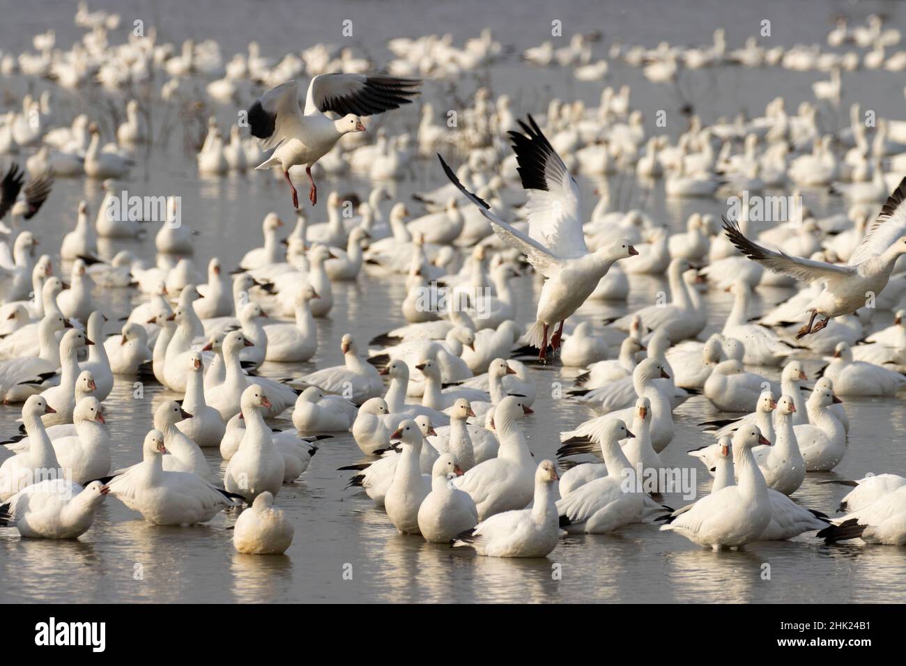 Snow geese (Chen caerulescens), Merced National Wildlife Refuge ...