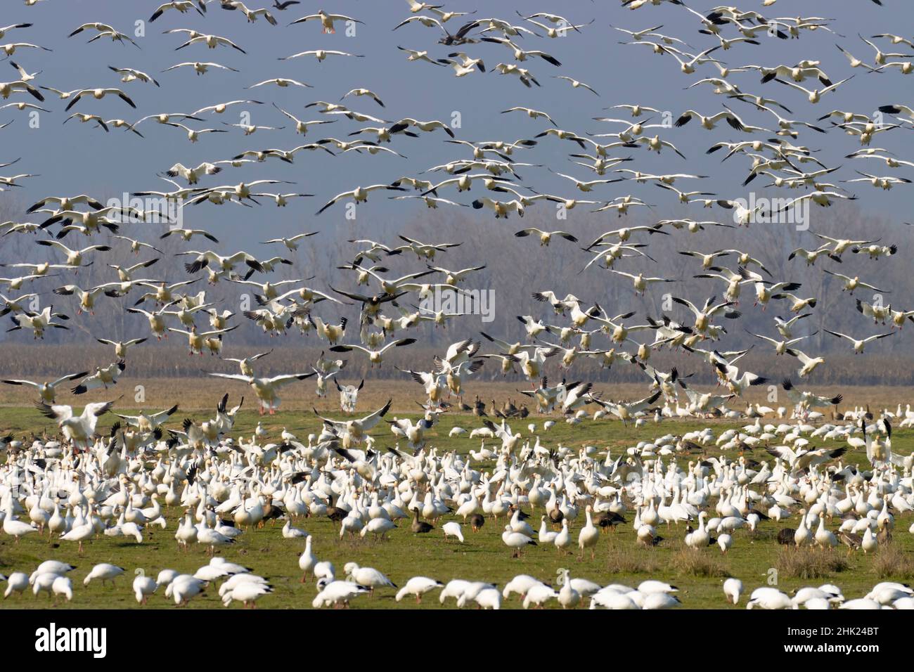Snow geese (Chen caerulescens) flock, Merced National Wildlife Refuge ...