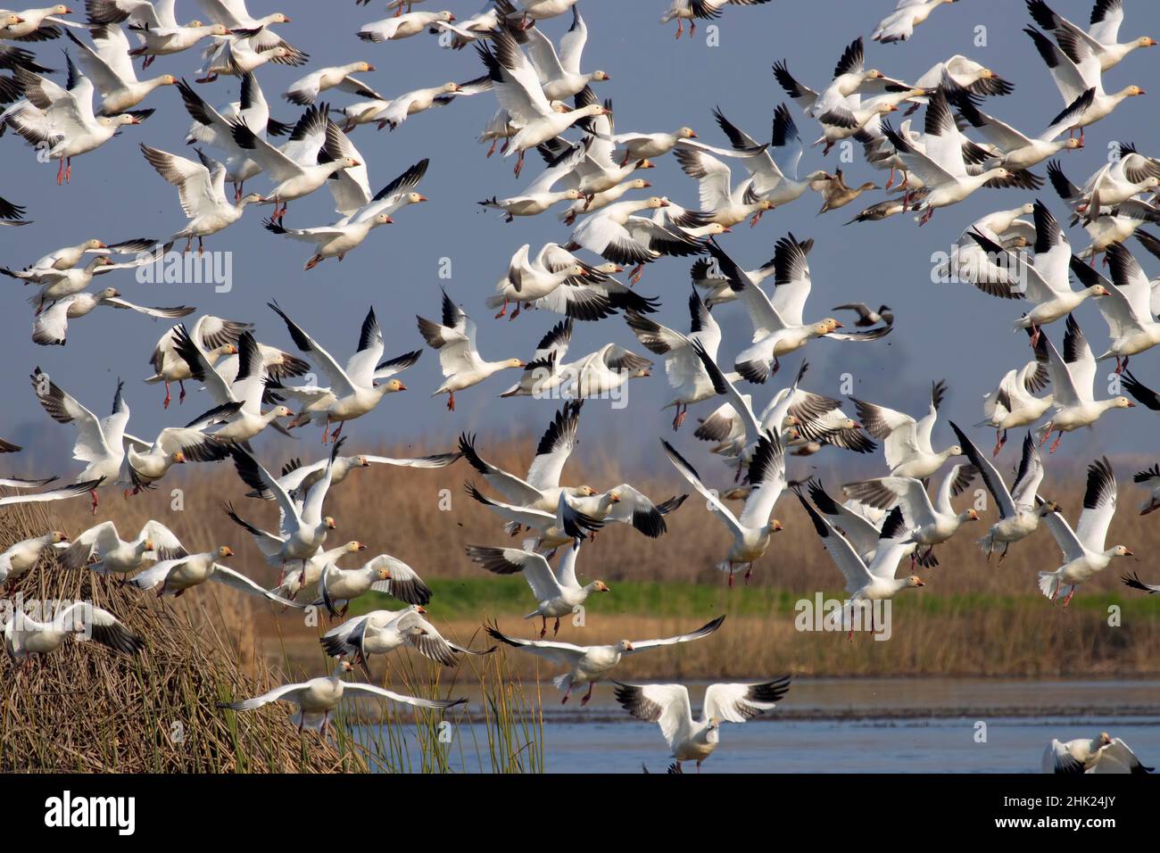 Snow geese (Chen caerulescens) flock, Merced National Wildlife Refuge ...