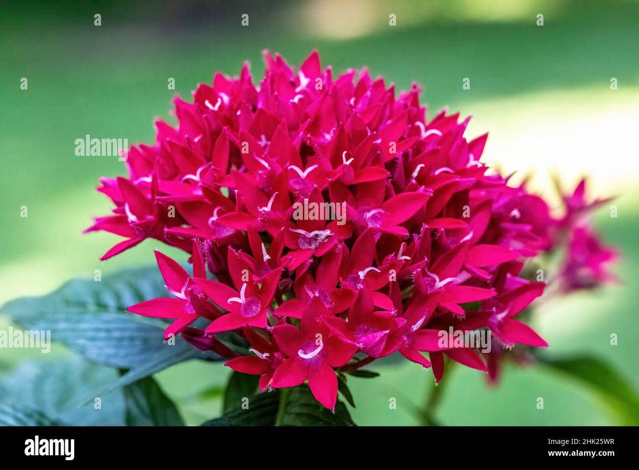 Red pentas, butterfly plant called lipstick in the summer garden. Closeup of the red blossoms also known as egyptian stars. Stock Photo