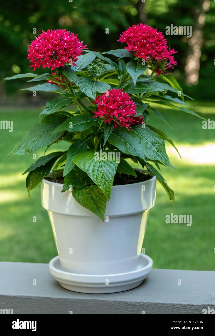 White pot full of red pentas, butterfly plant, called lipstick on a backyard summer deck. Stock Photo