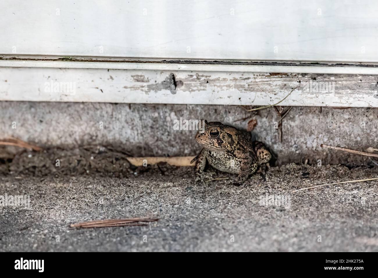 Toad along the edge of an outdoor patio Stock Photo - Alamy