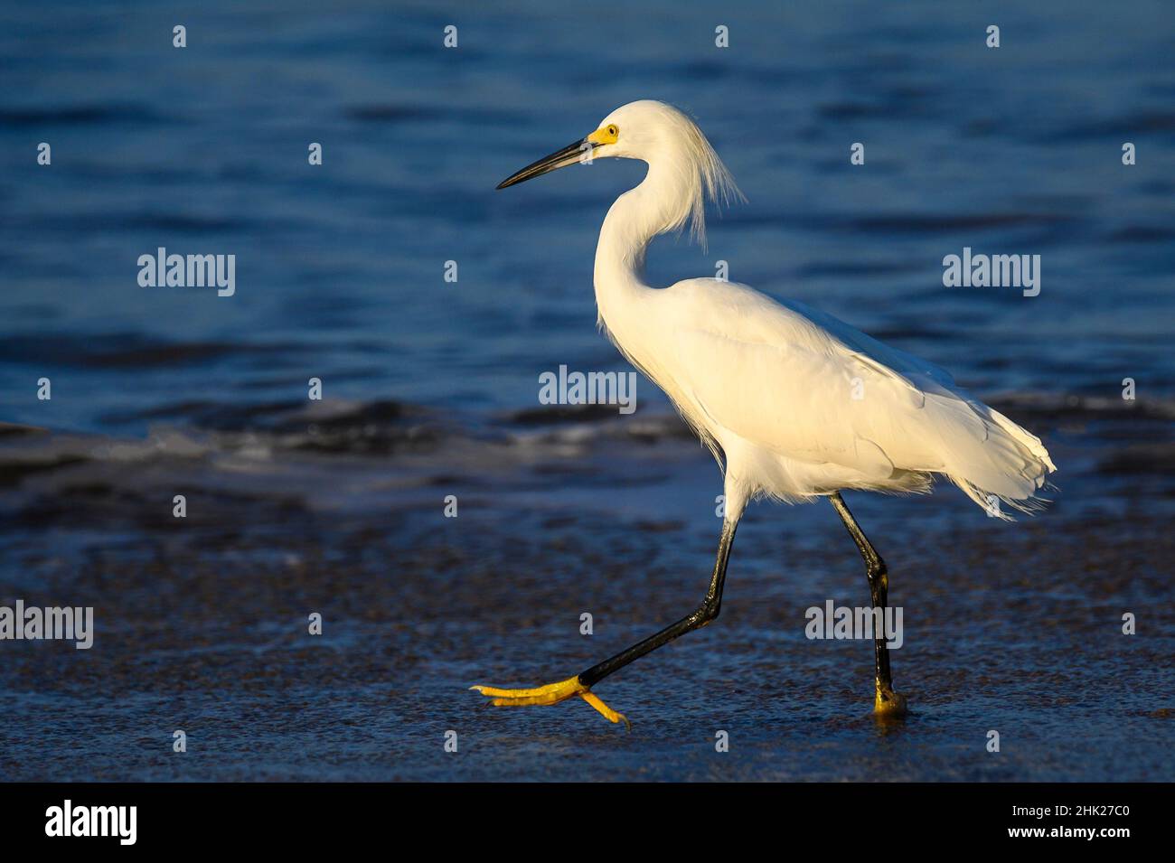 A Snowy Egret in the tidal zone on the beach at Chacala, Nayarit, Mexico. Stock Photo