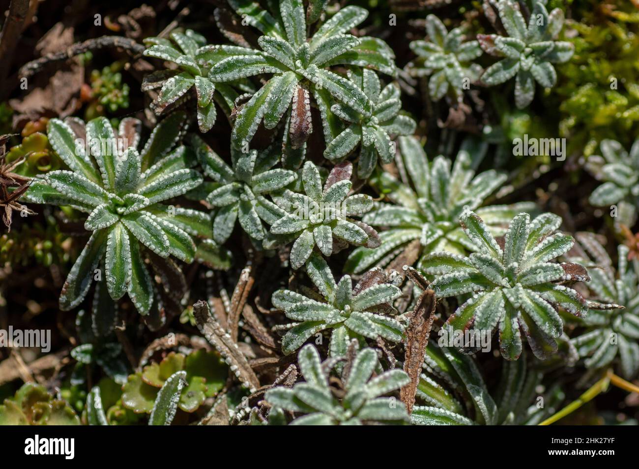 The crusted-leaved saxifraga (Saxifraga crustata) or silver saxifrage growing in the garden. Stock Photo