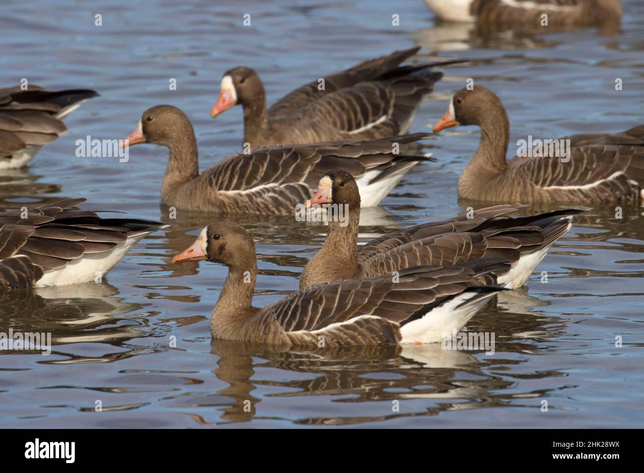 Whitefronted geese (Anser albifrons), Colusa National Wildlife Refuge