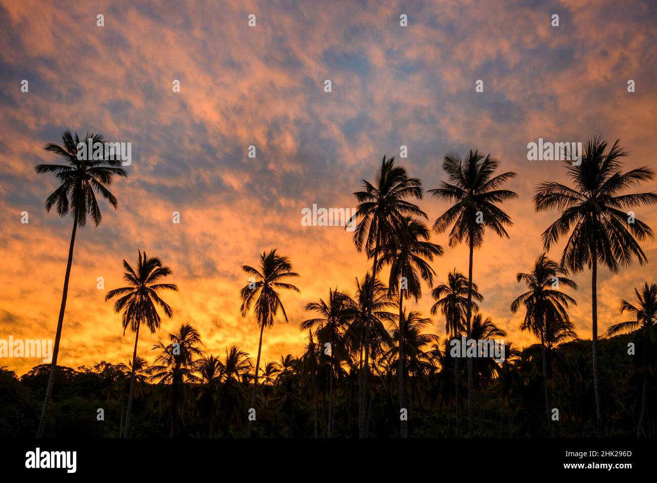 Coconut palm trees and a colorful sunrise sky in Chacala on Mexico's Riviera Nayarit coast. Stock Photo