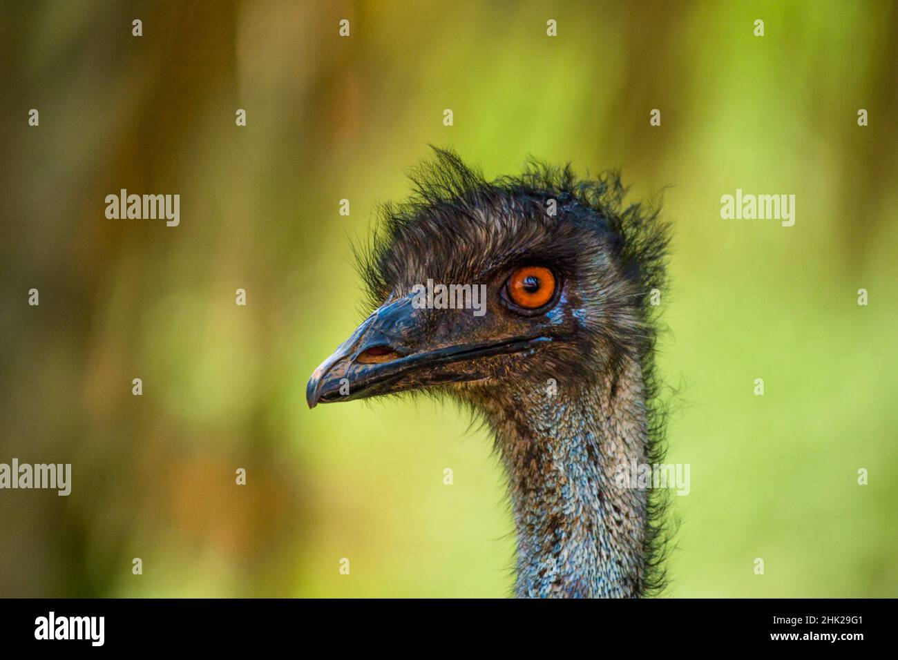 Emu close up shot Stock Photo