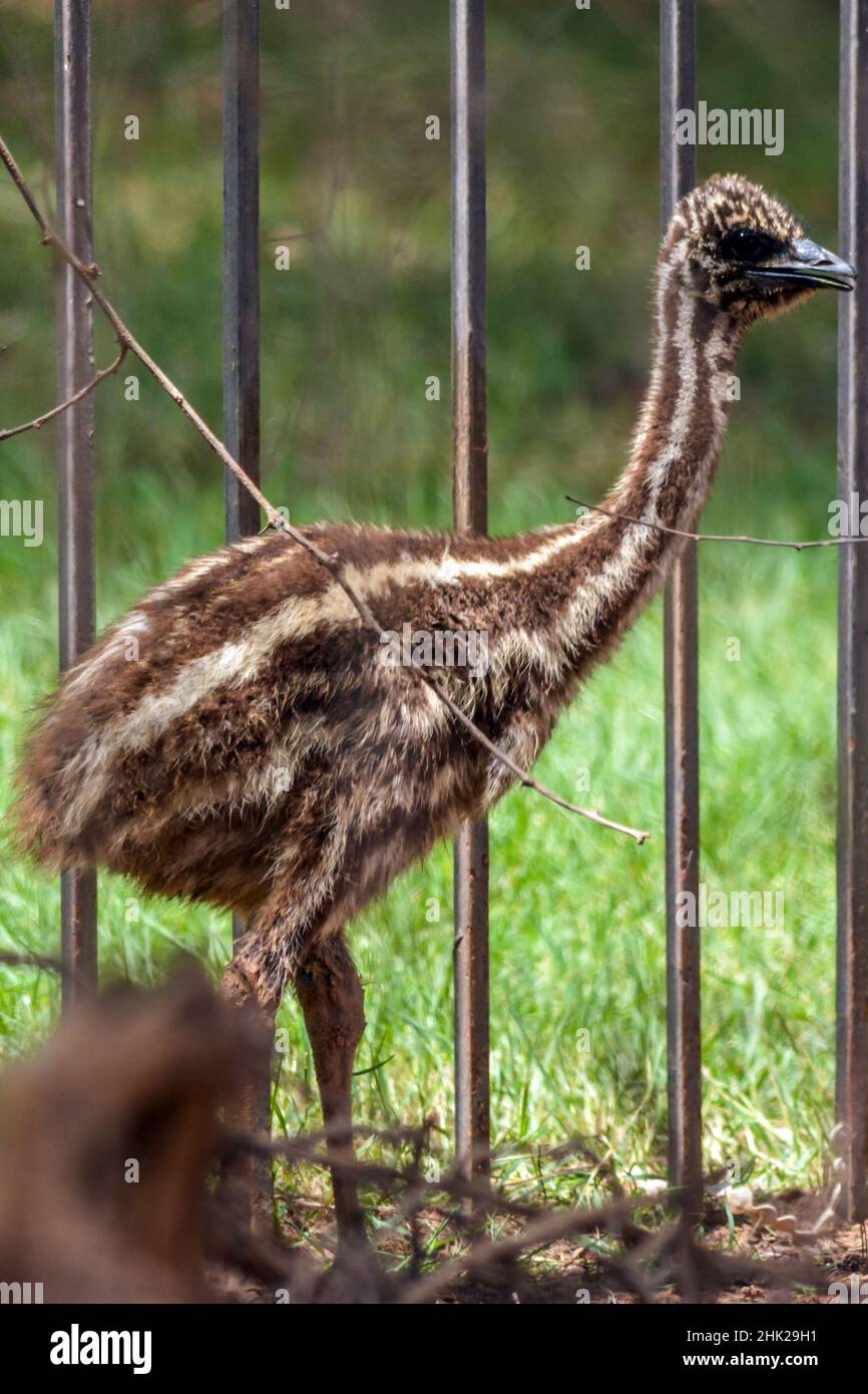 Emu juvenile close up shot Stock Photo
