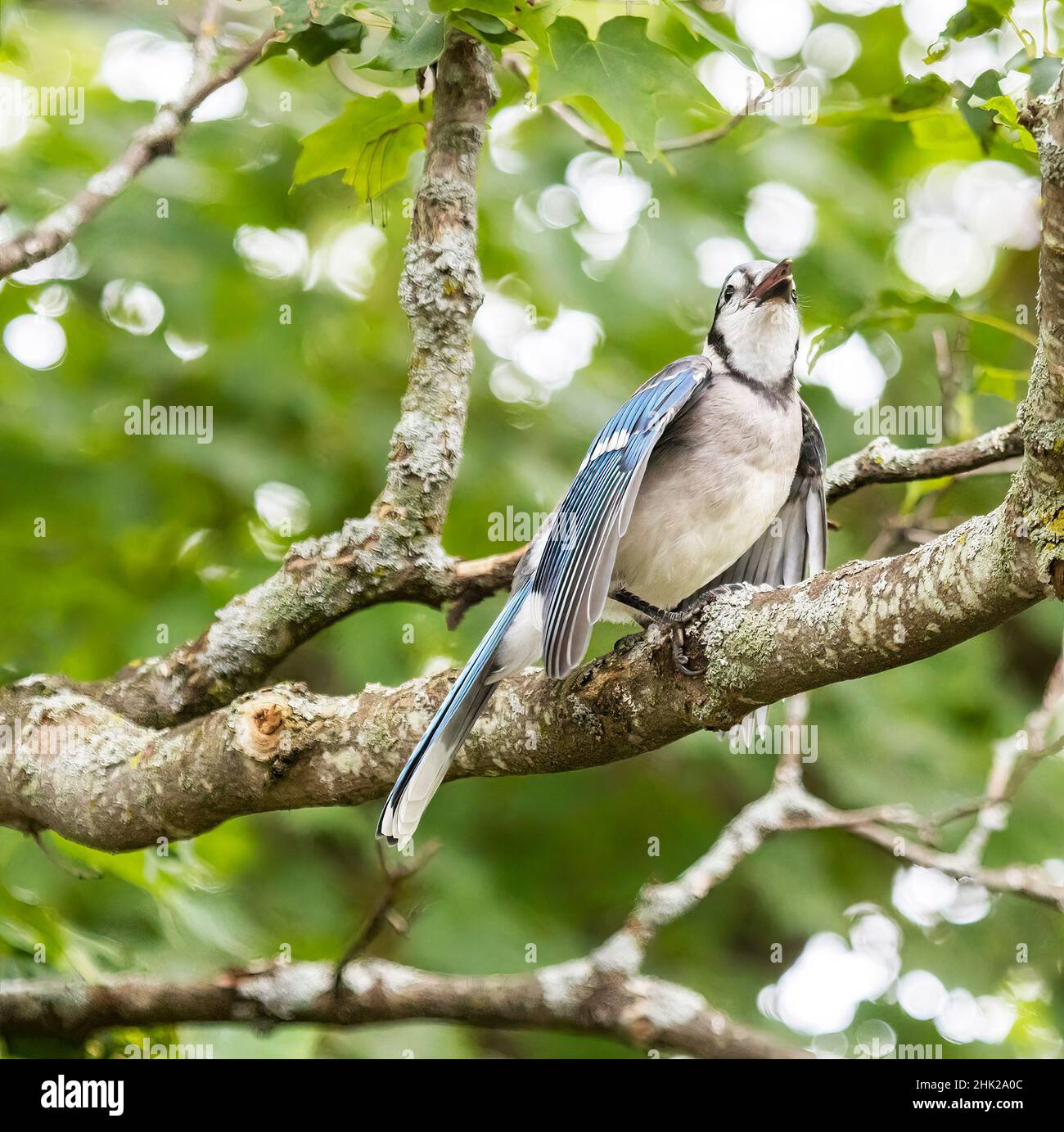 North American Blue Jay ( Cyanocitta Cristata ) Stock Photo