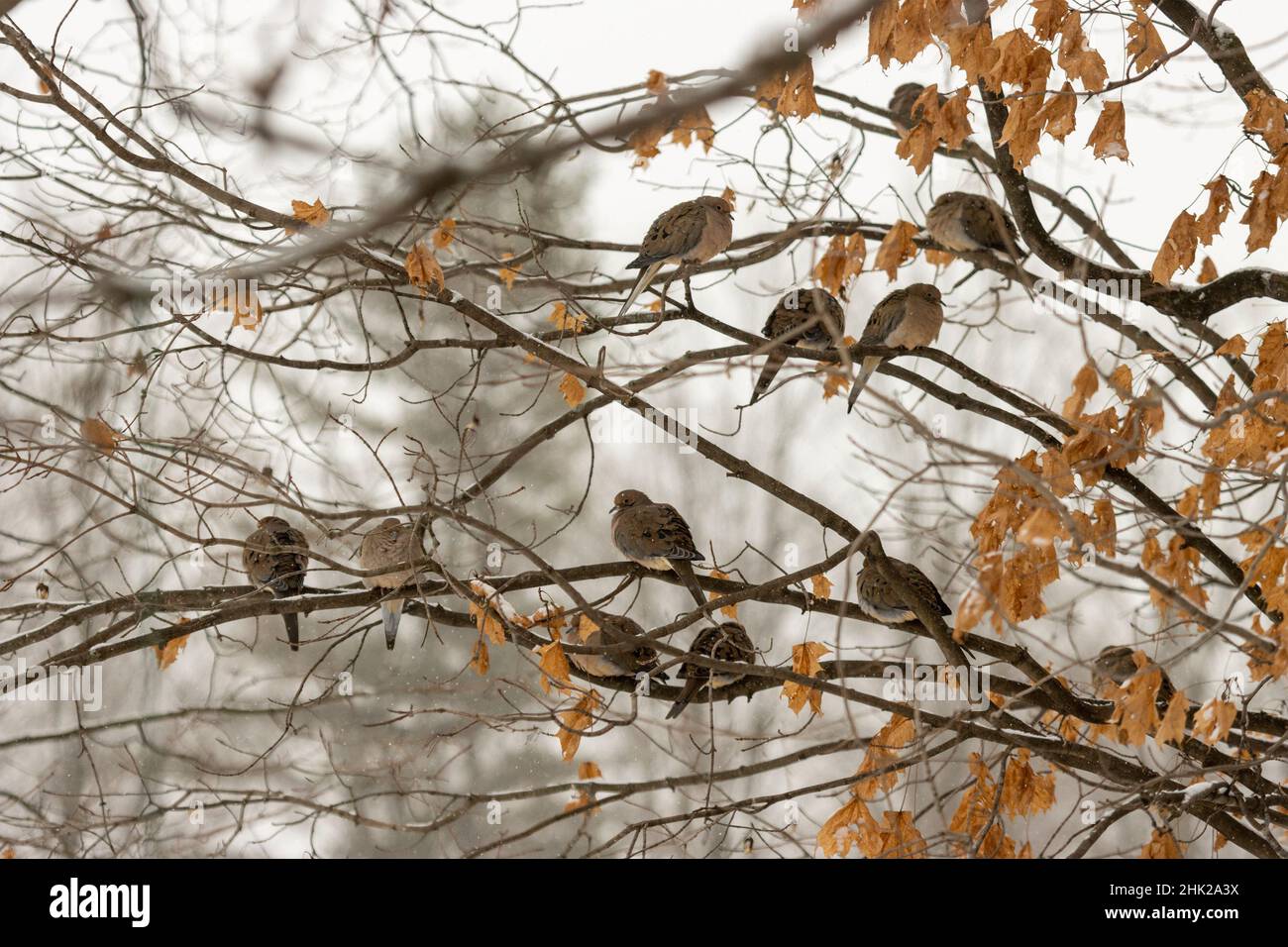 A Cote of Mourning Doves Perched On Branches of A Maple Tree Stock Photo