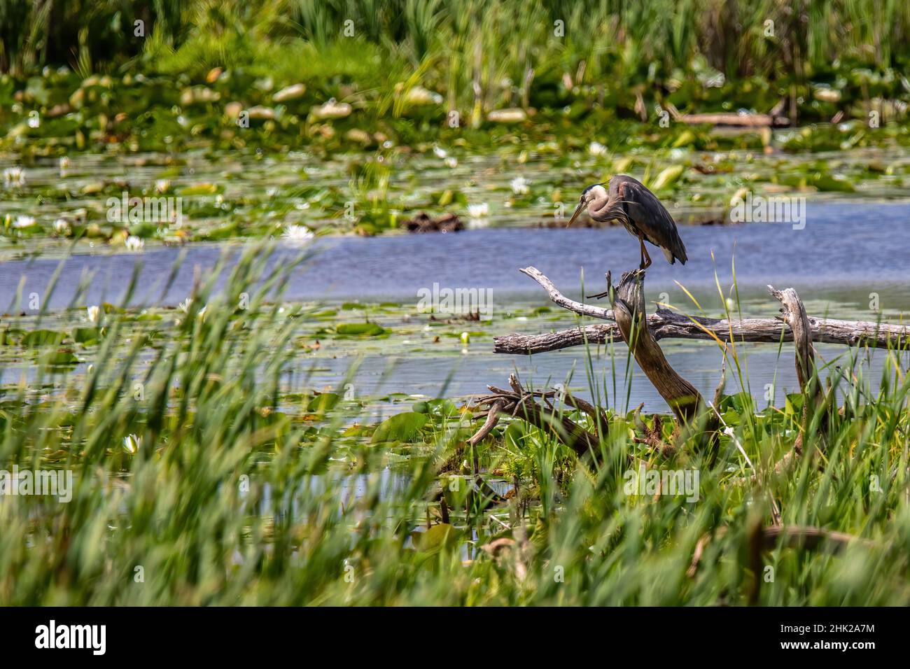 Great blue heron near a pond at the Sherburne National Wildlife Refuge, Zimmerman, Minnesota USA Stock Photo