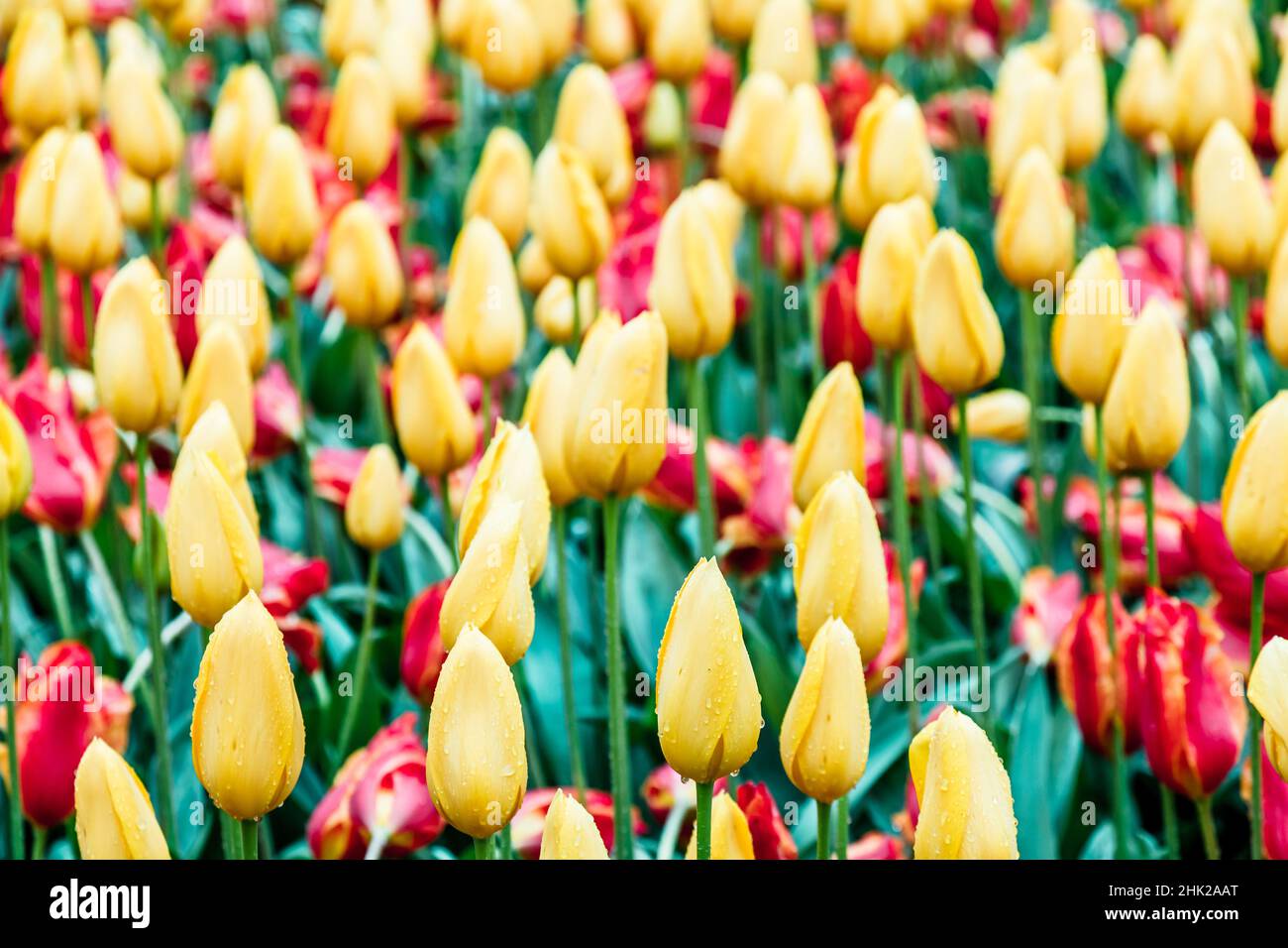 Flower bed with yellow and red tulips Stock Photo - Alamy