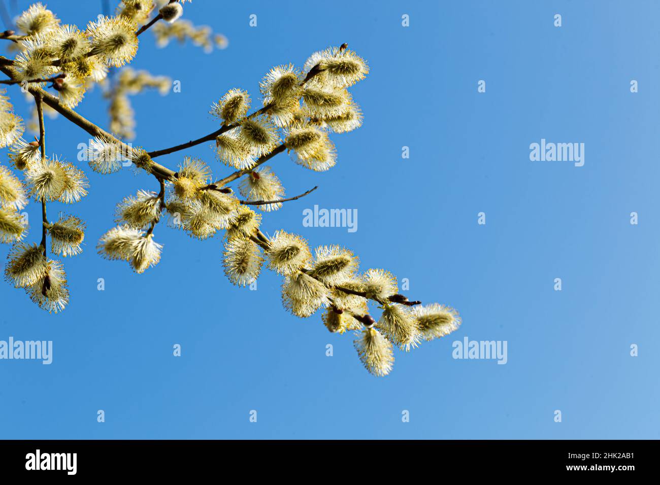 blossoming blooming blooming   catkin or ament on a branch of a spring tree against a blue sky Stock Photo