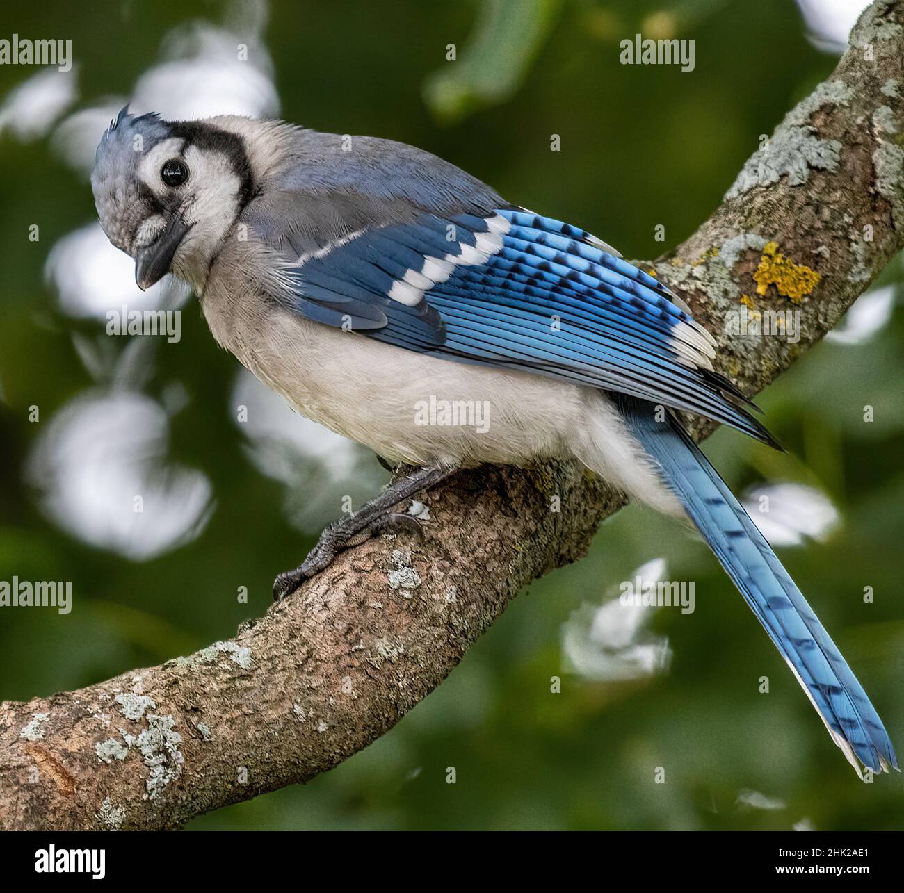 North American Blue Jay ( Cyanocitta Cristata ) Looking Sideways Perched on Branch Stock Photo