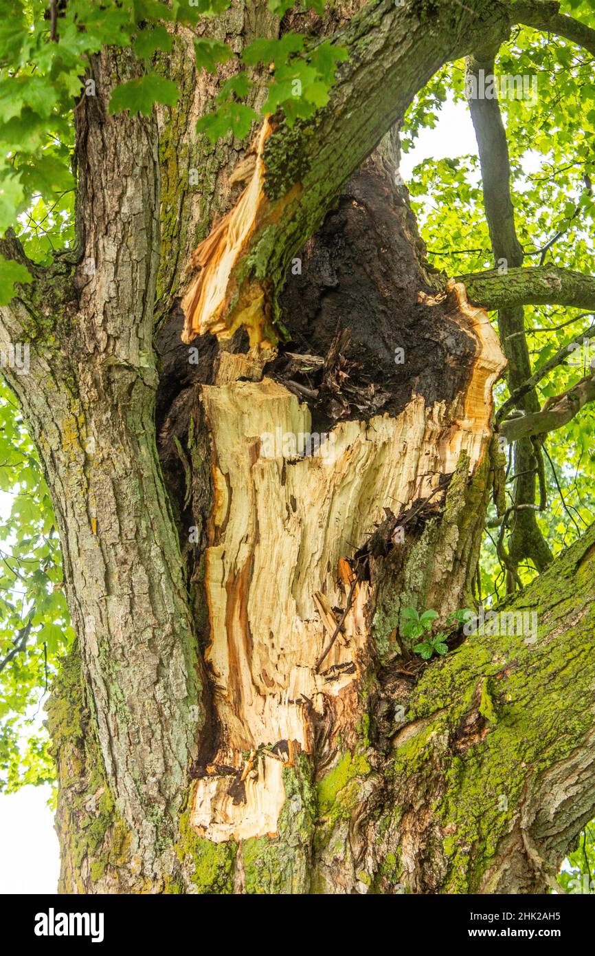Lightning Strike Damage on Maple Tree Stock Photo