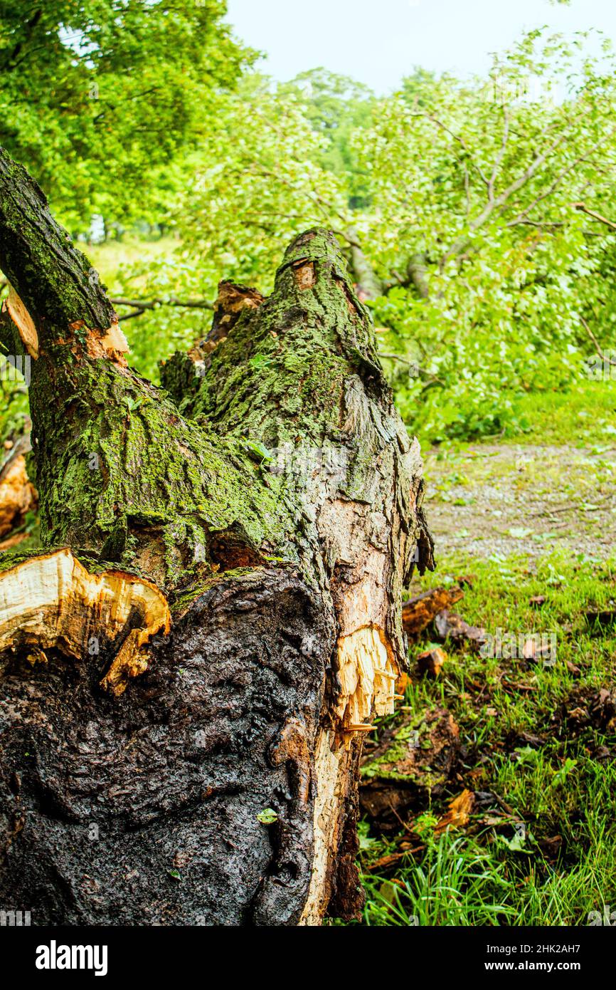 Fallen Bough Due To Lightning Strike Damage on Maple Tree Stock Photo