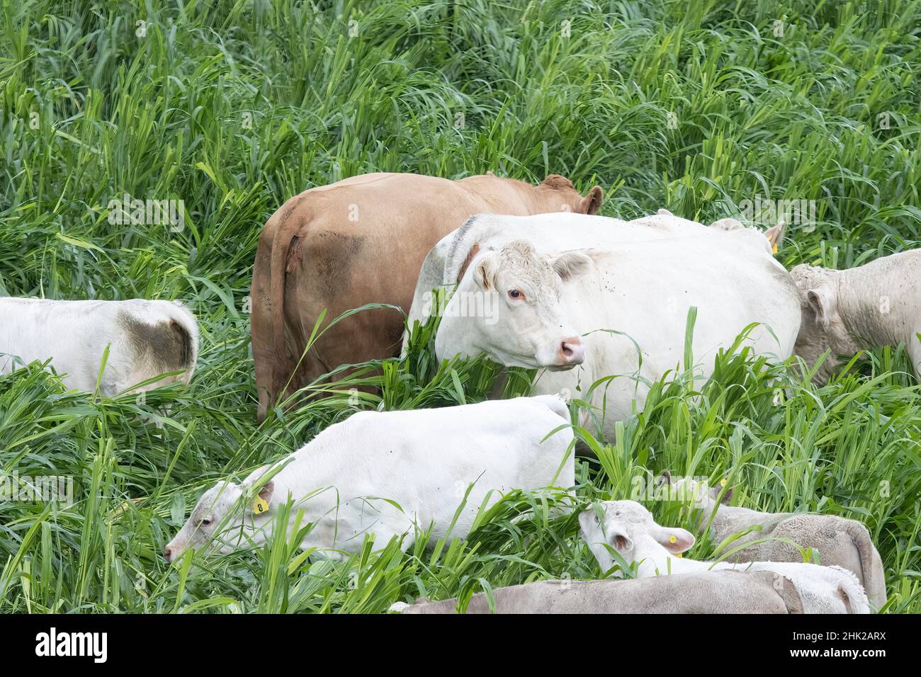Brougham grass hires stock photography and images Alamy