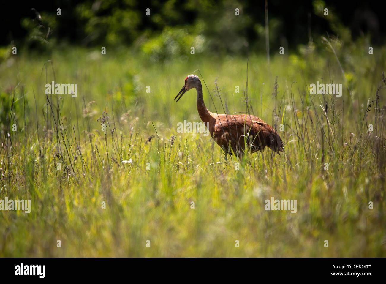 Sandhill crane in a meadow at the Sherburne National Wildlife Refuge, Zimmerman, Minnesota USA. Stock Photo