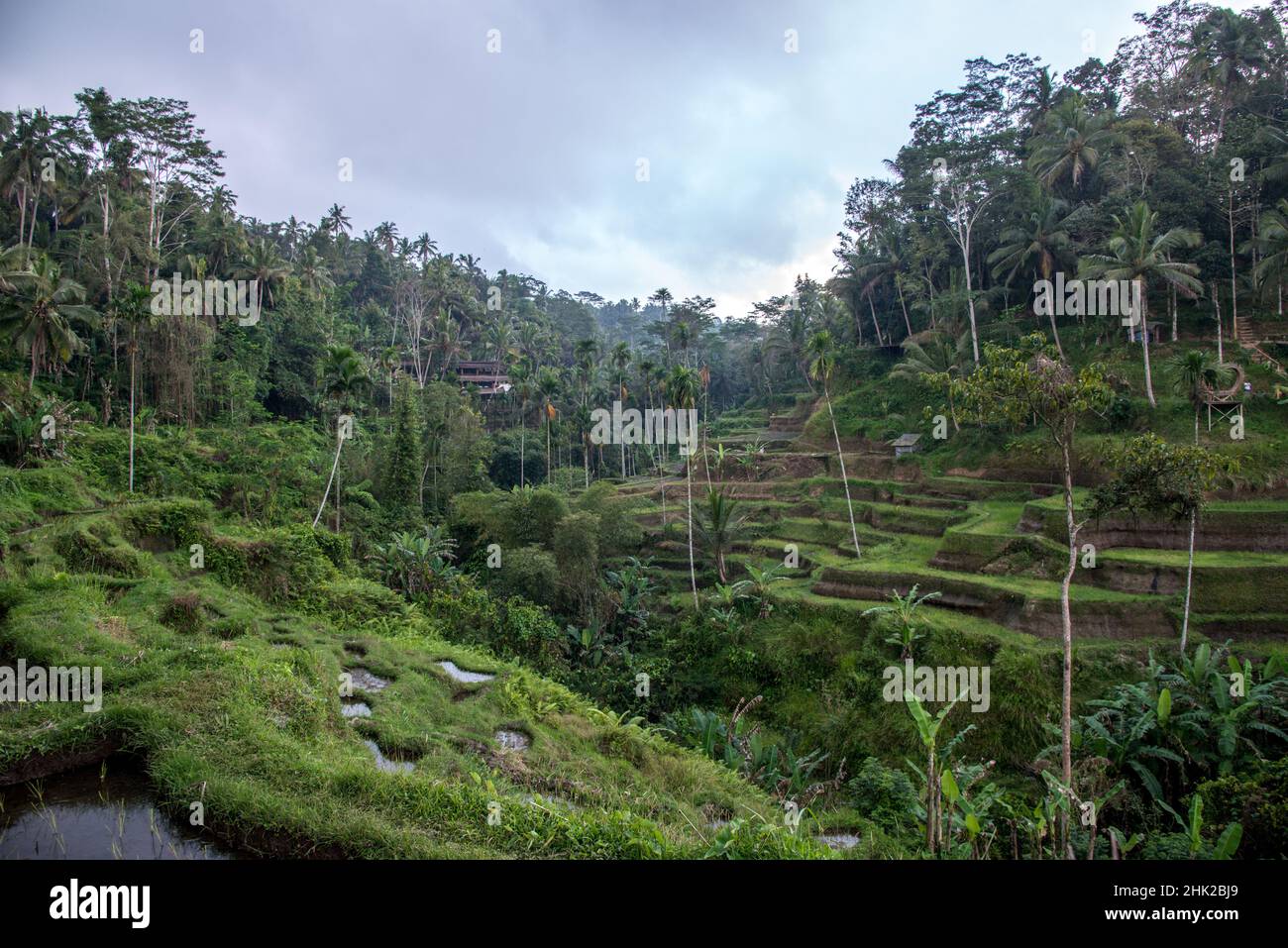 Bali rice terraces with palm trees in Indonesia Stock Photo - Alamy