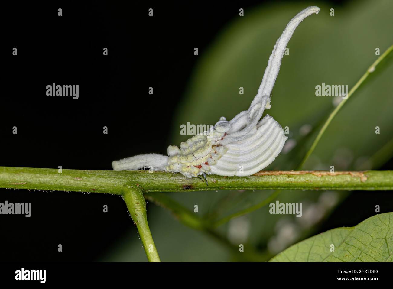 White Scale Insects of the Superfamily Coccoidea Stock Photo - Alamy
