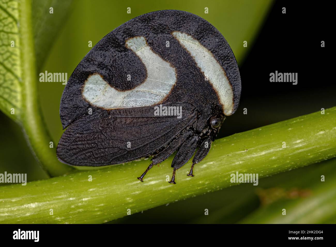 Adult Blackandwhite Treehopper of the species Membracis