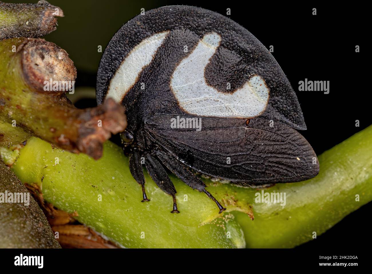 Adult Blackandwhite Treehopper of the species Membracis